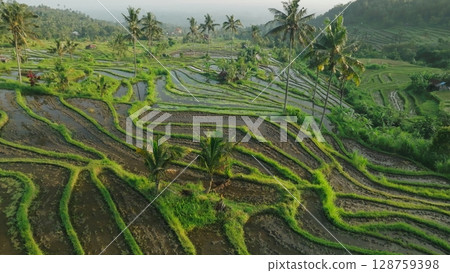 Panoramic View of Rice Terraces in Bali, Indonesia. Top aerial drone view of green rice fields. 128759398