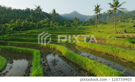 Panoramic View of Rice Terraces in Bali, Indonesia. Top aerial drone view of green rice fields. Panoramic View of Rice Terraces in Bali, Indonesia. Top aerial drone view of green rice fields. 128759403