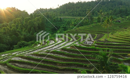 Panoramic View of Rice Terraces in Bali, Indonesia. Top aerial drone view of green rice fields. 128759416