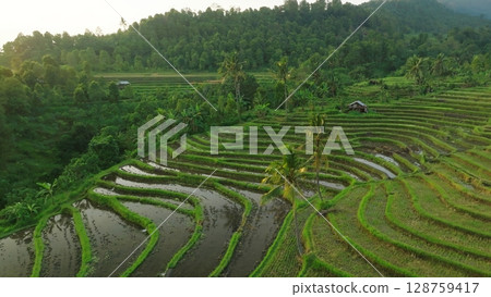 Panoramic View of Rice Terraces in Bali, Indonesia. Top aerial drone view of green rice fields. Panoramic View of Rice Terraces in Bali, Indonesia. Top aerial drone view of green rice fields. 128759417