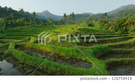 Panoramic View of Rice Terraces in Bali, Indonesia. Top aerial drone view of green rice fields. 128759419