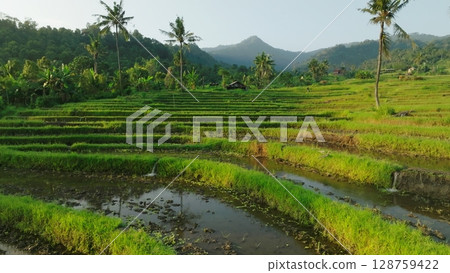 Panoramic View of Rice Terraces in Bali, Indonesia. Top aerial drone view of green rice fields. 128759422
