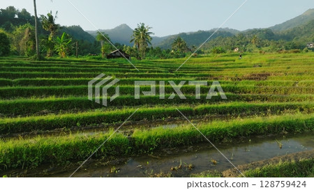 Panoramic View of Rice Terraces in Bali, Indonesia. Top aerial drone view of green rice fields. 128759424