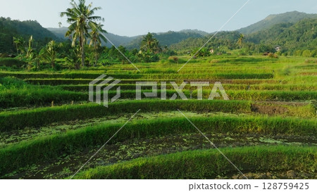 Panoramic View of Rice Terraces in Bali, Indonesia. Top aerial drone view of green rice fields. 128759425