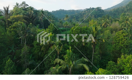 Panoramic View of Rice Terraces in Bali, Indonesia. Top aerial drone view of green rice fields. 128759426