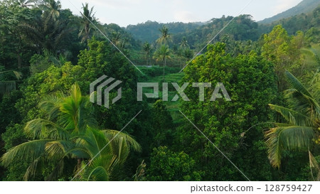Panoramic View of Rice Terraces in Bali, Indonesia. Top aerial drone view of green rice fields. 128759427