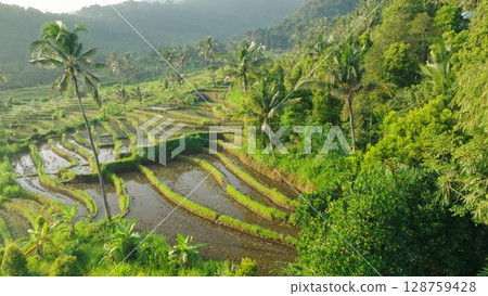 Panoramic View of Rice Terraces in Bali, Indonesia. Top aerial drone view of green rice fields. 128759428