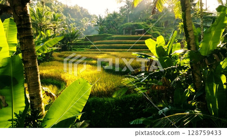 Panoramic View of Rice Terraces in Bali, Indonesia. Top aerial drone view of green rice fields. Panoramic View of Rice Terraces in Bali, Indonesia. Top aerial drone view of green rice fields. 128759433
