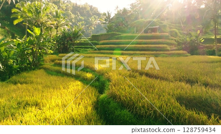 Panoramic View of Rice Terraces in Bali, Indonesia. Top aerial drone view of green rice fields. 128759434