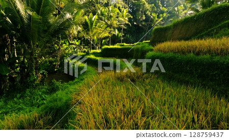 Panoramic View of Rice Terraces in Bali, Indonesia. Top aerial drone view of green rice fields. Panoramic View of Rice Terraces in Bali, Indonesia. Top aerial drone view of green rice fields. 128759437