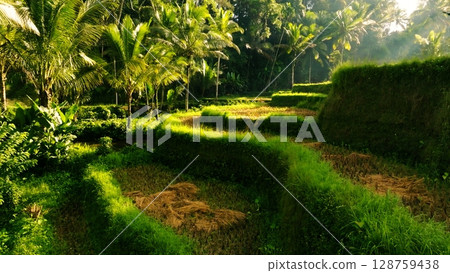 Panoramic View of Rice Terraces in Bali, Indonesia. Top aerial drone view of green rice fields. 128759438