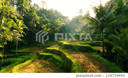 Panoramic View of Rice Terraces in Bali, Indonesia. Top aerial drone view of green rice fields. Panoramic View of Rice Terraces in Bali, Indonesia. Top aerial drone view of green rice fields. 128759443