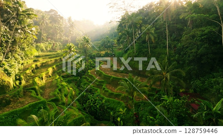 Panoramic View of Rice Terraces in Bali, Indonesia. Top aerial drone view of green rice fields. 128759446