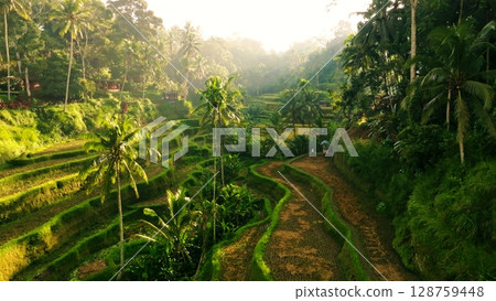 Panoramic View of Rice Terraces in Bali, Indonesia. Top aerial drone view of green rice fields. 128759448
