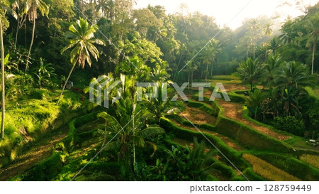 Panoramic View of Rice Terraces in Bali, Indonesia. Top aerial drone view of green rice fields. 128759449