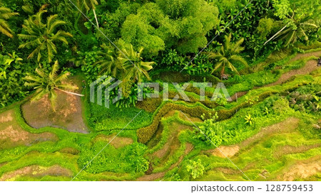 Panoramic View of Rice Terraces in Bali, Indonesia. Top aerial drone view of green rice fields. 128759453