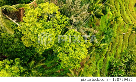 Panoramic View of Rice Terraces in Bali, Indonesia. Top aerial drone view of green rice fields. 128759455