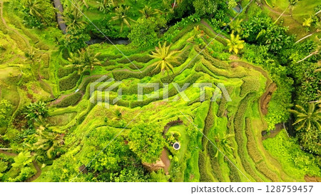 Panoramic View of Rice Terraces in Bali, Indonesia. Top aerial drone view of green rice fields. Panoramic View of Rice Terraces in Bali, Indonesia. Top aerial drone view of green rice fields. 128759457