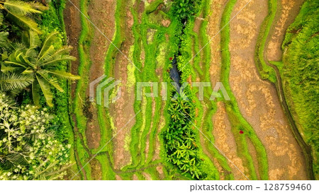 Panoramic View of Rice Terraces in Bali, Indonesia. Top aerial drone view of green rice fields. Panoramic View of Rice Terraces in Bali, Indonesia. Top aerial drone view of green rice fields. 128759460