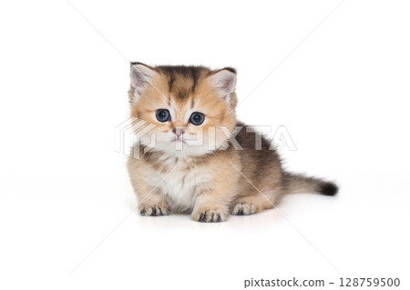 Small, kind kitten looking at the camera 128759500