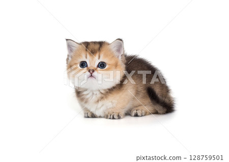 Small, kind kitten on short legs, looking up 128759501