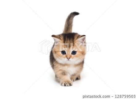 Small Scottish kitten walks forward 128759503