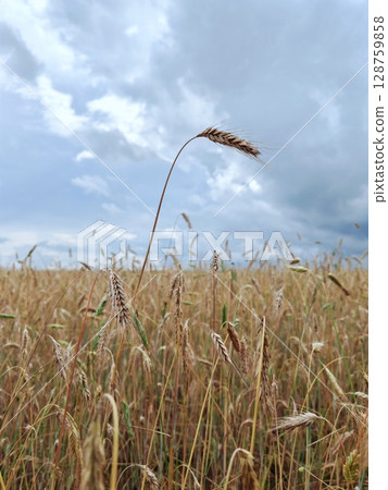 Yellow ears of wheat ripen in summer in the field. ripe spike of wheat in a field Yellow ears of wheat ripen in summer in the field. ripe spike of wheat in a field 128759858