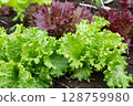 Leaf lettuce soaked in the rain (May) Home garden 128759980