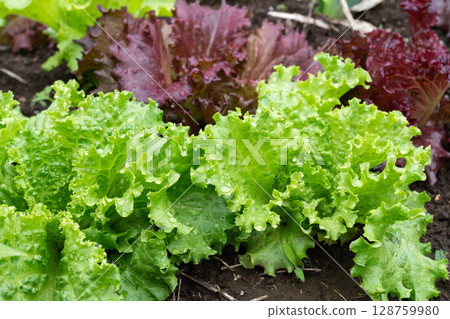 Leaf lettuce soaked in the rain (May) Home garden 128759980