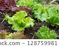 Leaf lettuce soaked in the rain (May) Home garden 128759981