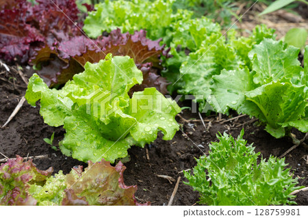 Leaf lettuce soaked in the rain (May) Home garden 128759981