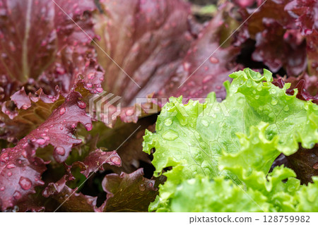 Leaf lettuce soaked in the rain (May) Home garden 128759982