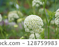 White carrot flowers (May) in the home garden 128759983