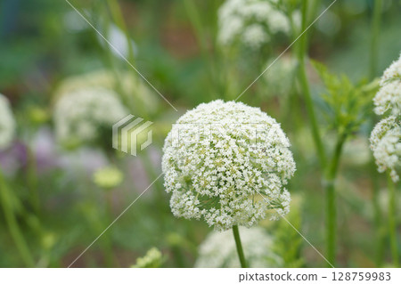 家庭花園裡的白色胡蘿蔔花（五月） 128759983