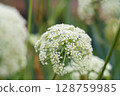 White carrot flowers (May) in the home garden 128759985