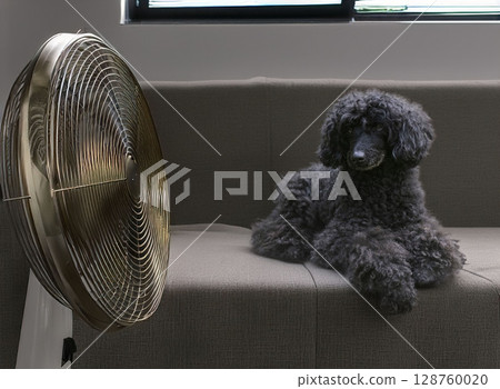 poodle in home 128760020