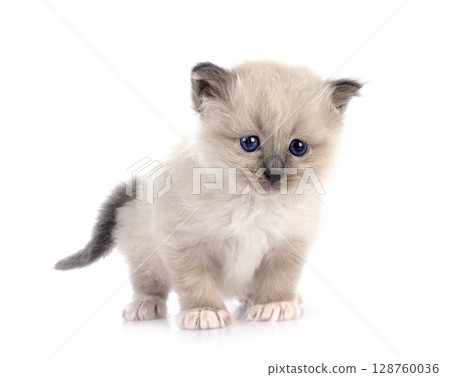 kitten birman cat in studio 128760036