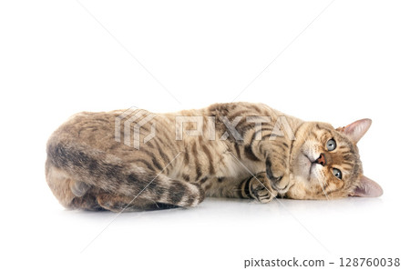 bengal cat in studio 128760038