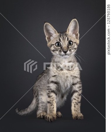 Savannah cat kitten on black background 128760186