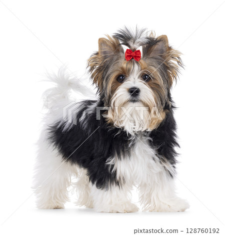 Biewer Yorkshore terrier on white background Biewer Yorkshore terrier on white background 128760192