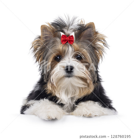 Biewer Yorkshore terrier on white background Biewer Yorkshore terrier on white background 128760195