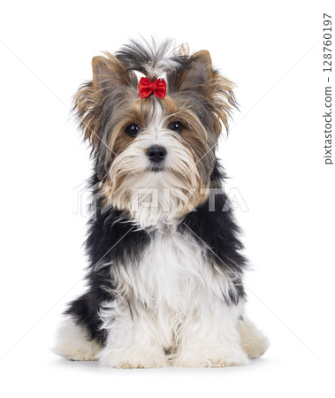 Biewer Yorkshore terrier on white background Biewer Yorkshore terrier on white background 128760197