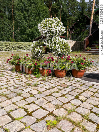 Vibrant flower pots arranged on cobblestone pathway, colorful petunia blooms and lush greenery, creating a serene outdoor atmosphere with natural beauty, botanical garden Vibrant flower pots arranged on cobblestone pathway, colorful petunia blooms and lush greenery, creating a serene outdoor atmosphere with natural beauty, botanical garden 128760436