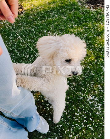 Small white poodle standing on lush green grass sprinkled with delicate white petals, joyfully playing with its owner dressed in jeans and sneakers in vibrant spring garden. Adorable white poodle Small white poodle standing on lush green grass sprinkled with delicate white petals, joyfully playing with its owner dressed in jeans and sneakers in vibrant spring garden. Adorable white poodle 128760442