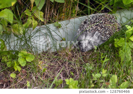 Little hedgehog peeks out from grass in garden Little hedgehog peeks out from grass in garden 128760466