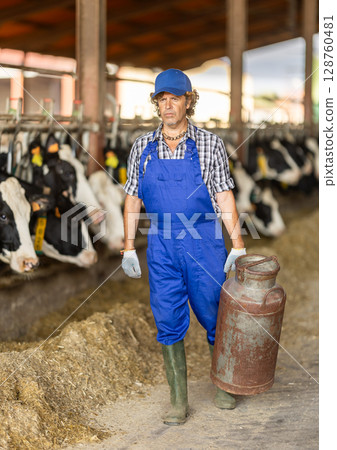 Man farm worker walks with metal milk can along paddocks with cows 128760481