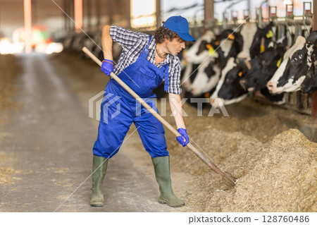 Man works with cows in barn, moves hay closer to cows, provides feeding for animal Man works with cows in barn, moves hay closer to cows, provides feeding for animal 128760486