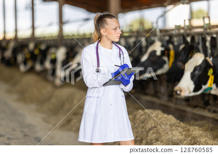 Young female vet checking cows with tablet at dairy farm 128760585