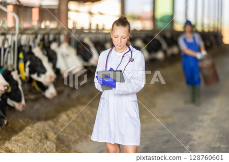 Young woman vet doctor with tablet check cow at farm Young woman vet doctor with tablet check cow at farm 128760601