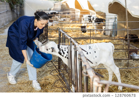 Asian woman holds bucket filled with water and waters calves in street cattle pen. Asian woman holds bucket filled with water and waters calves in street cattle pen. 128760678